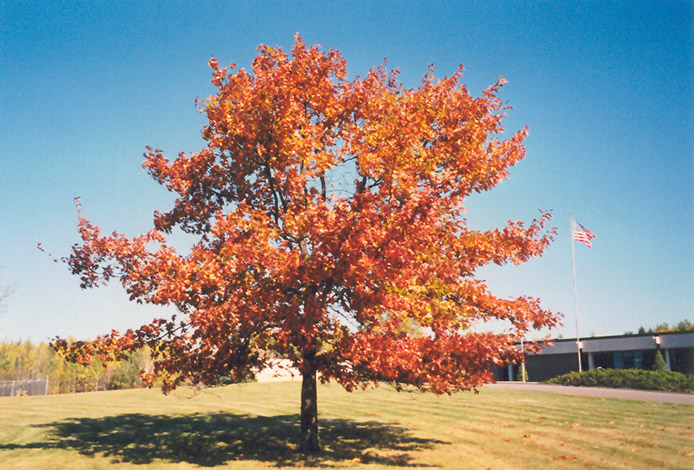 Red Oak (Quercus rubra) at Cashman Nursery