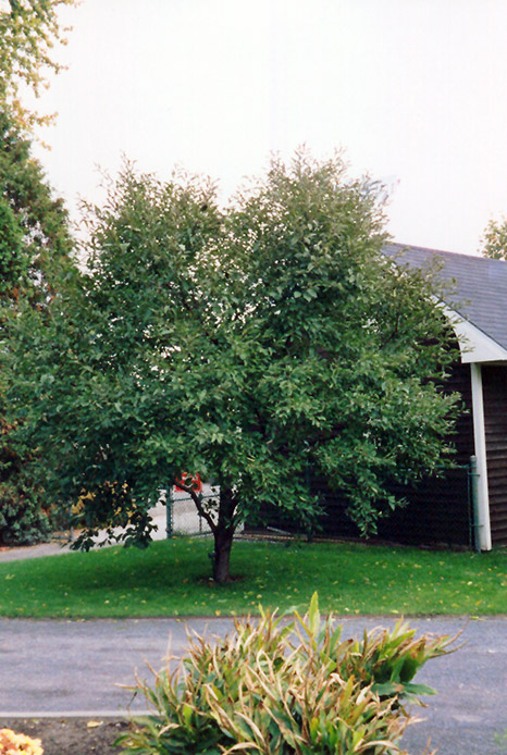 Montmorency Cherry (Prunus 'Montmorency') at Cashman Nursery