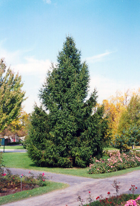 Norway Spruce (Picea abies) at Cashman Nursery