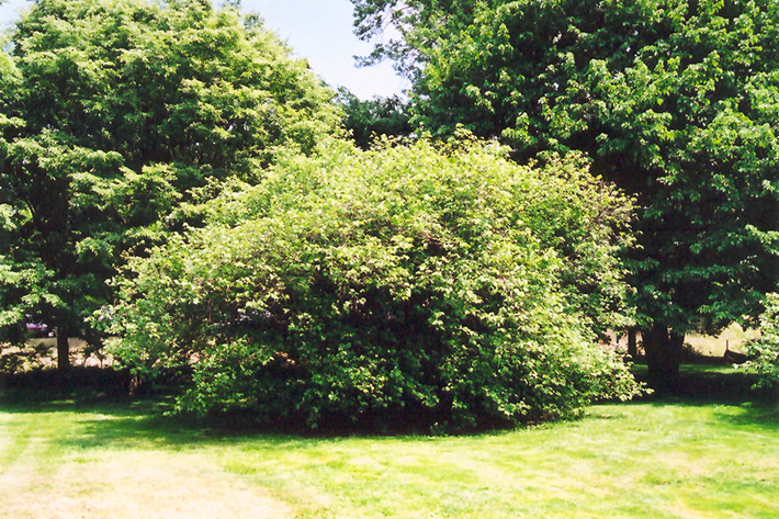 American Hazelnut (Corylus americana) at Cashman Nursery