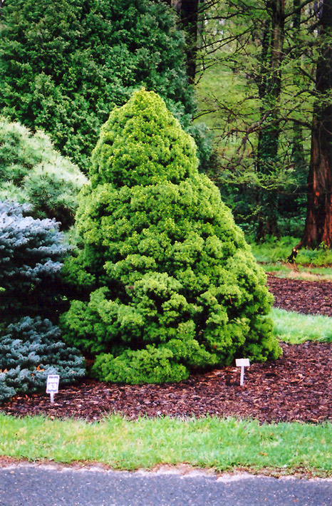Dwarf Alberta Spruce (Picea glauca 'Conica') at Cashman Nursery