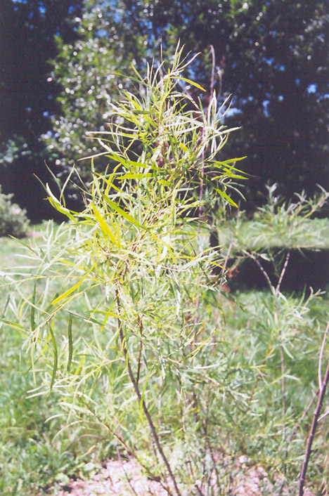 Coyote Willow (Salix exigua) at Cashman Nursery