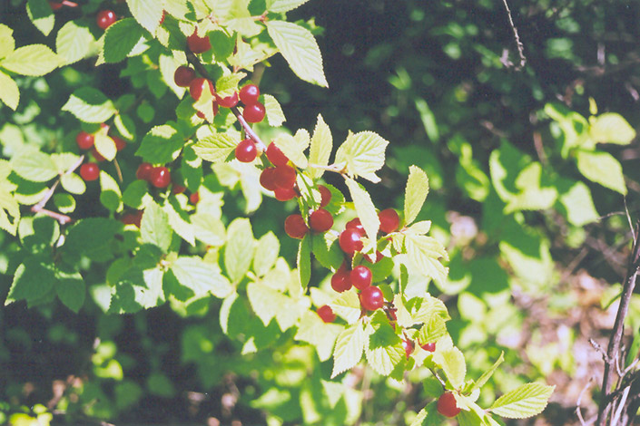Nanking Cherry (Prunus tomentosa) at Cashman Nursery