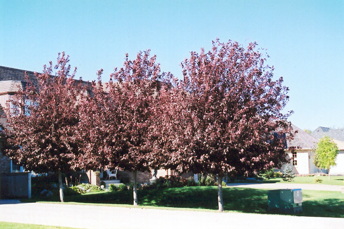 Schubert Chokecherry (Prunus virginiana 'Schubert') at Cashman Nursery