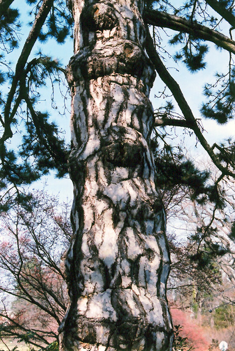 Austrian Pine (Pinus nigra) at Cashman Nursery