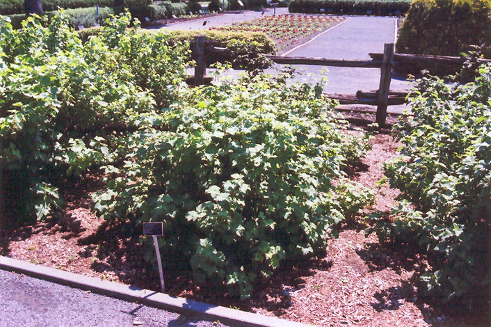 Red Lake Red Currant (Ribes rubrum 'Red Lake') at Cashman Nursery