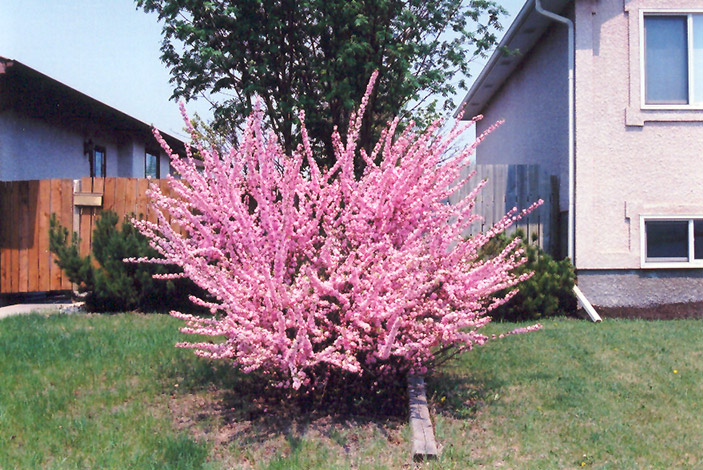 Double Flowering Plum (Prunus triloba 'Multiplex') at Cashman Nursery