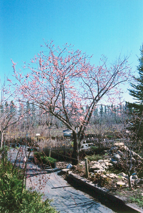 Westcot Apricot (Prunus mandshurica 'Westcot') at Cashman Nursery