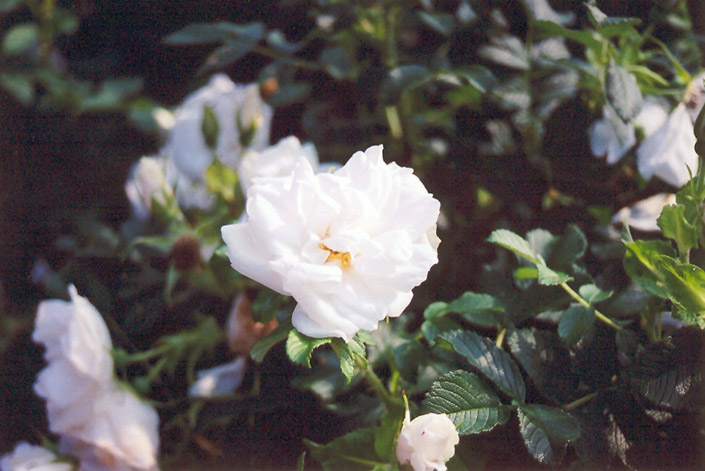 Blanc Double de Coubert Rose (Rosa 'Blanc Double de Coubert') at Cashman Nursery