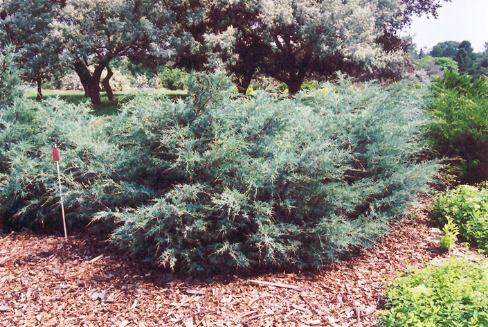 Savin Juniper (Juniperus sabina) at Cashman Nursery