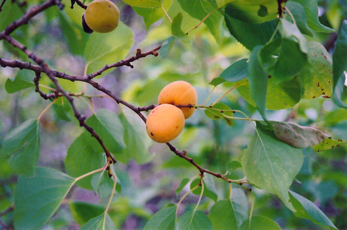 Scout Apricot (Prunus mandshurica 'Scout') at Cashman Nursery