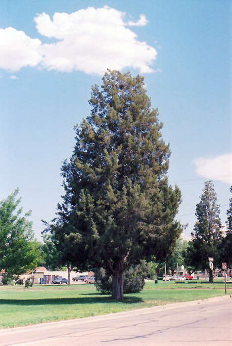 Rocky Mountain Juniper (Juniperus scopulorum) at Cashman Nursery