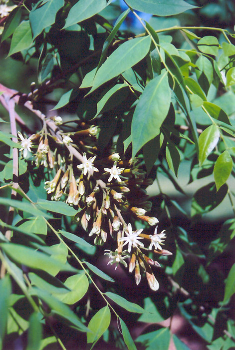 Kentucky Coffeetree (Gymnocladus dioicus) at Cashman Nursery