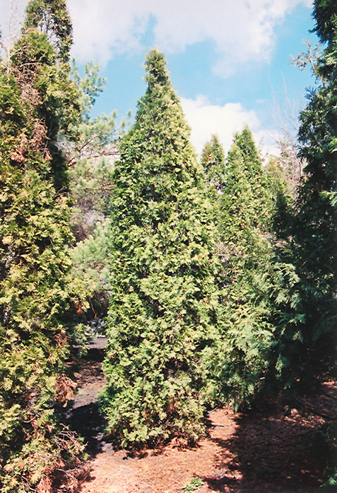 Pyramidal Arborvitae (Thuja occidentalis 'Fastigiata') at Cashman Nursery