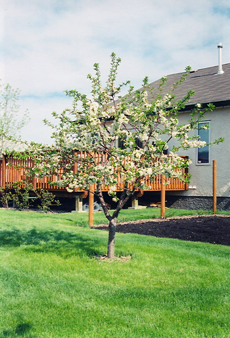 Evans Cherry (Prunus 'Evans') at Cashman Nursery