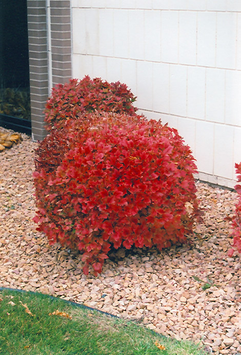 Bailey Compact Highbush Cranberry (Viburnum trilobum 'Bailey Compact') at Cashman Nursery