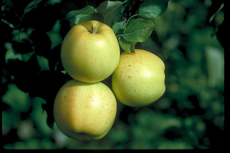 Honeygold Apple (Malus 'Honeygold') at Cashman Nursery