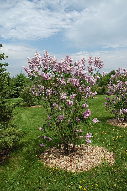 Montaigne Lilac (Syringa vulgaris 'Montaigne') at Cashman Nursery