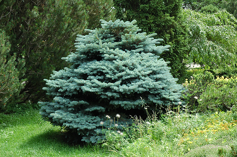 Globe Blue Spruce (Picea pungens 'Globosa') at Cashman Nursery
