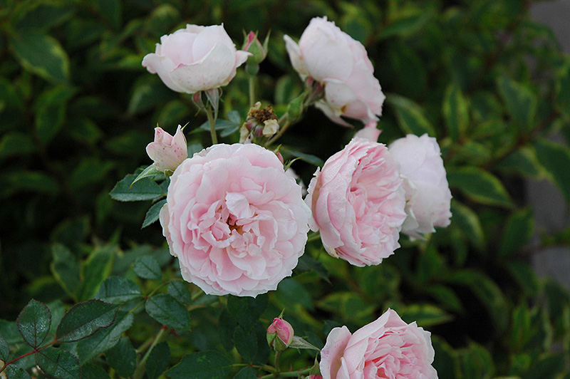 Morden Blush Rose (Rosa 'Morden Blush') in Bozeman Helena Butte Billings  Dillon Big Sky Montana MT at Cashman Nursery