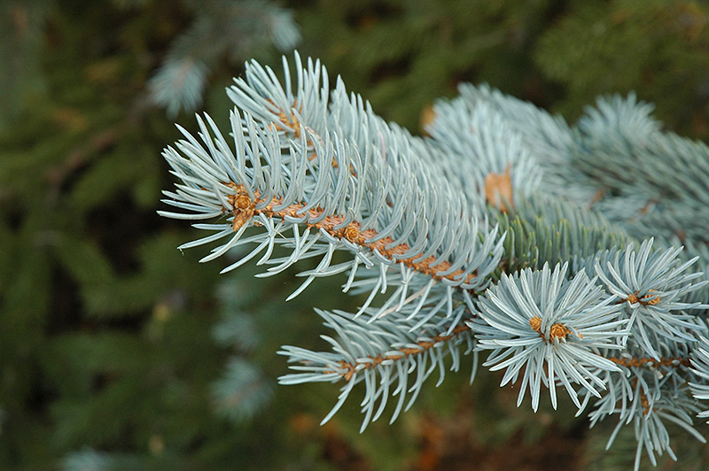 Blue Colorado Spruce (Picea pungens 'var. glauca') at Cashman Nursery