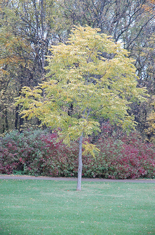 Kentucky Coffeetree (Gymnocladus dioicus) at Cashman Nursery
