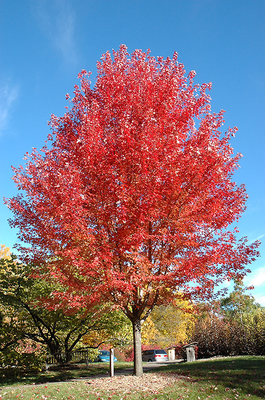 Autumn Blaze Maple (Acer x freemanii 'Jeffersred') at Cashman Nursery