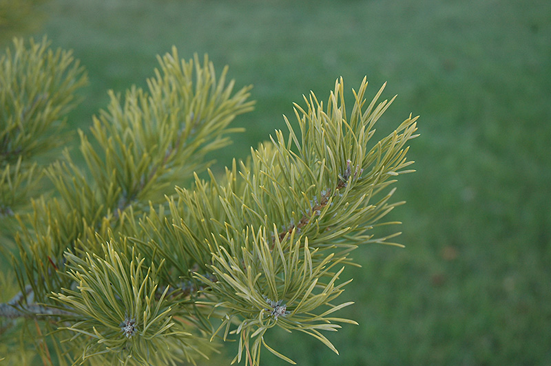 Scotch Pine (Pinus sylvestris) at Cashman Nursery