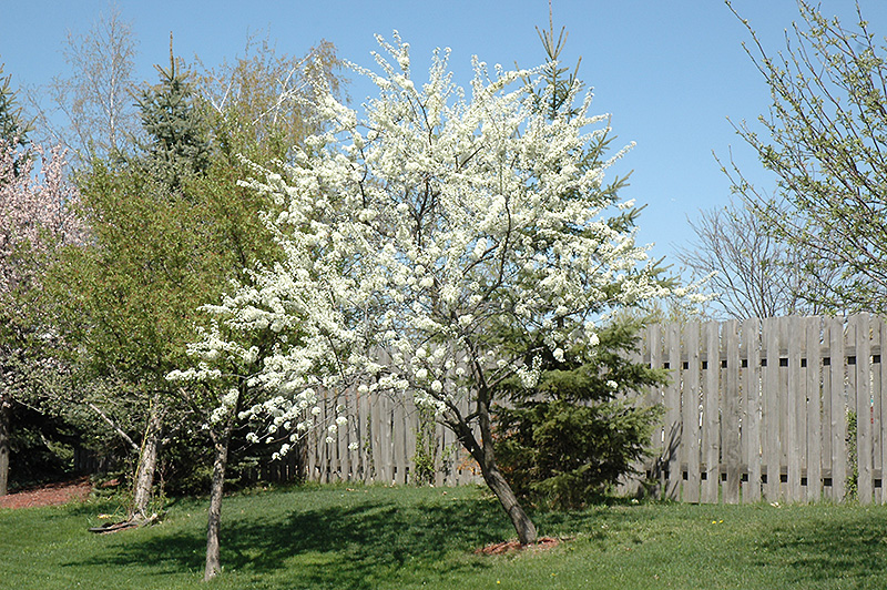Alderman Plum (Prunus 'Alderman') at Cashman Nursery