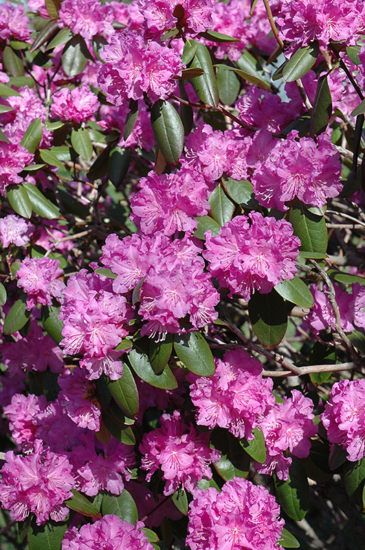 P.J.M. Rhododendron (Rhododendron 'P.J.M.') at Cashman Nursery
