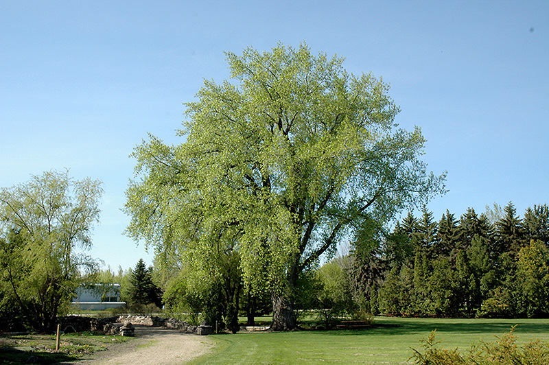 Plains Cottonwood (Populus deltoides) at Cashman Nursery