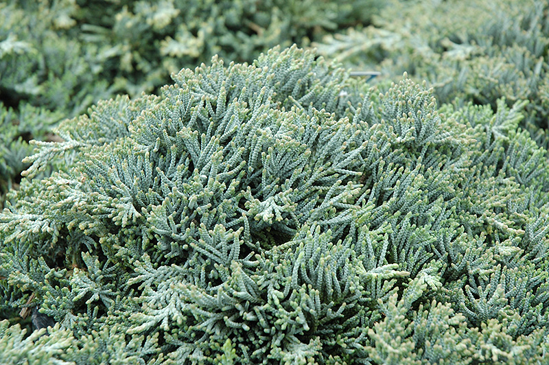 Icee Blue Juniper (Juniperus horizontalis 'Icee Blue') at Cashman Nursery