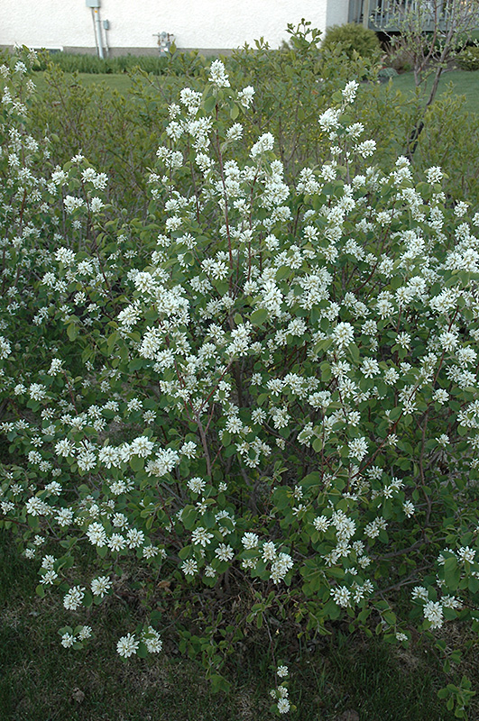 Northline Saskatoon (Amelanchier alnifolia 'Northline') at Cashman Nursery