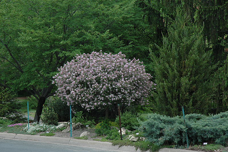 Dwarf Korean Lilac (tree form) (Syringa meyeri 'Palibin (tree form)') at Cashman Nursery