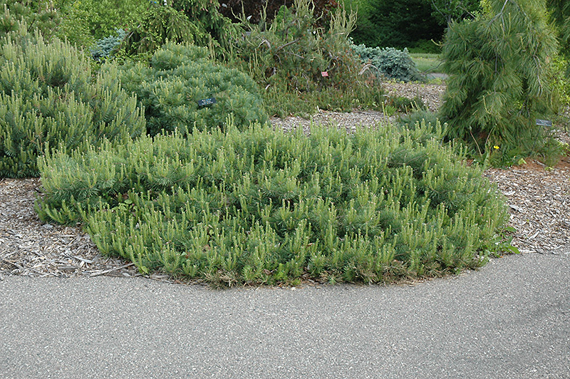 Hillside Creeper Scotch Pine (Pinus sylvestris 'Hillside Creeper') at Cashman Nursery