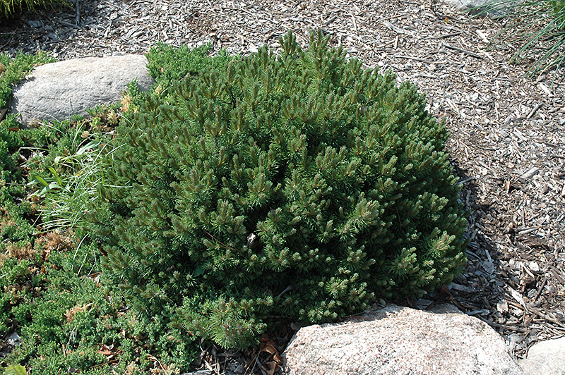 Valley Cushion Mugo Pine (Pinus mugo 'Valley Cushion') at Cashman Nursery