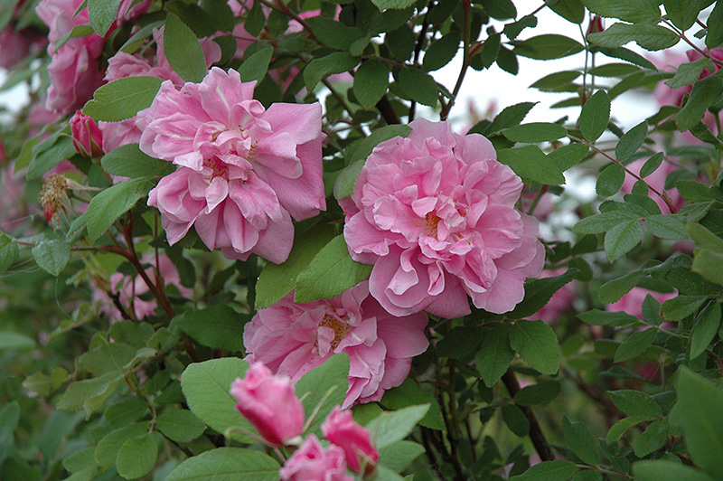 Therese Bugnet Rose (Rosa 'Therese Bugnet') at Cashman Nursery