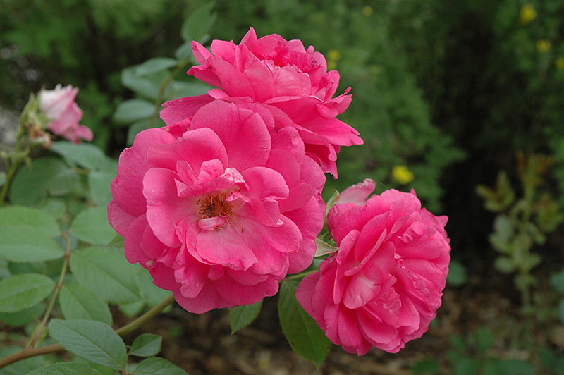 Morden Centennial Rose (Rosa 'Morden Centennial') at Cashman Nursery