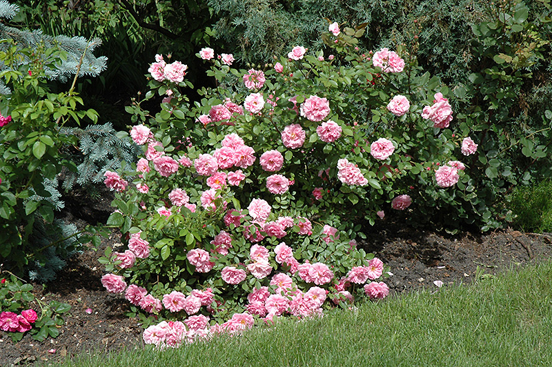 Morden Centennial Rose (Rosa 'Morden Centennial') at Cashman Nursery
