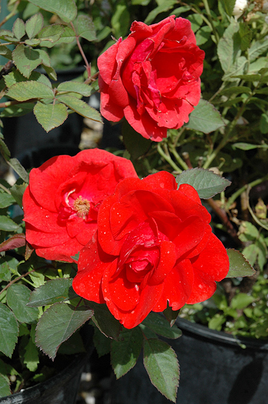 Morden Fireglow Rose (Rosa 'Morden Fireglow') at Cashman Nursery