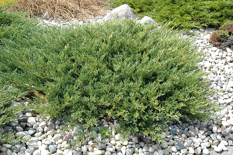 Andorra Juniper (Juniperus horizontalis 'Plumosa Compacta') at Cashman Nursery