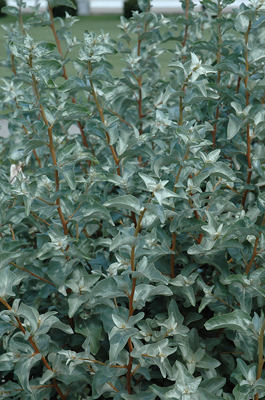 Silverberry (Elaeagnus commutata) at Cashman Nursery