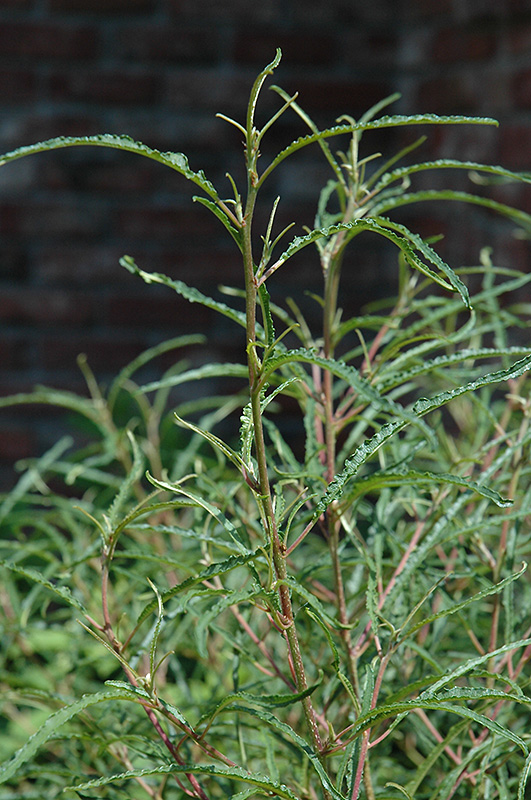 Fine Line Fern Leaf Buckthorn (Rhamnus frangula 'Ron Williams') at Cashman Nursery