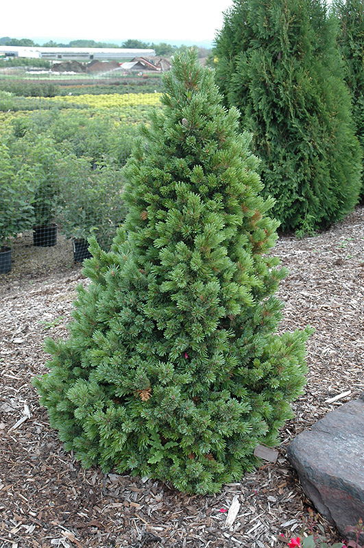 Sherwood Compact Bristlecone Pine (Pinus aristata 'Sherwood Compact') at Cashman Nursery