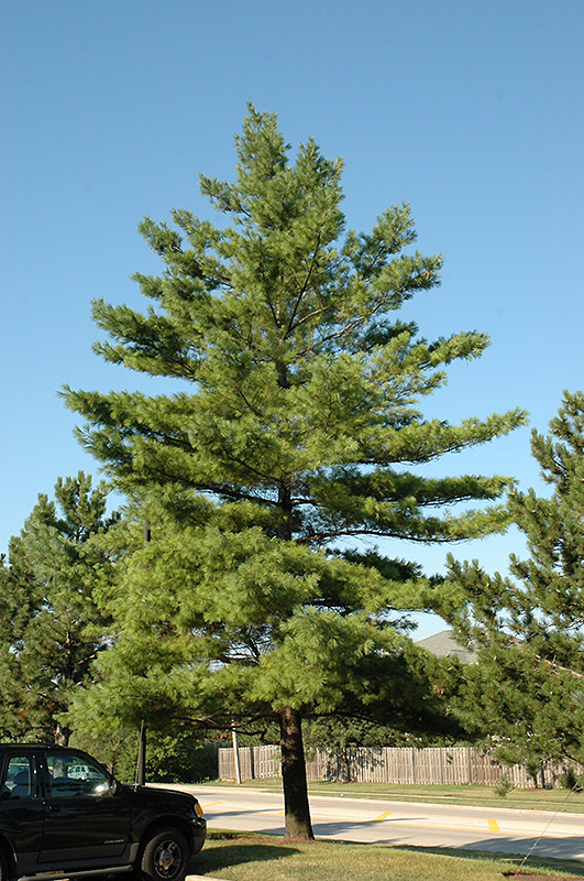White Pine (Pinus strobus) at Cashman Nursery