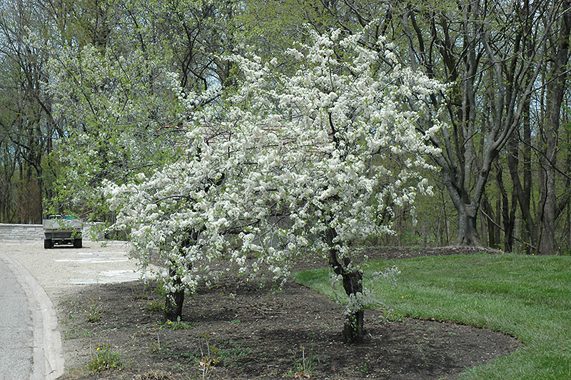 American Plum (Prunus americana) at Cashman Nursery