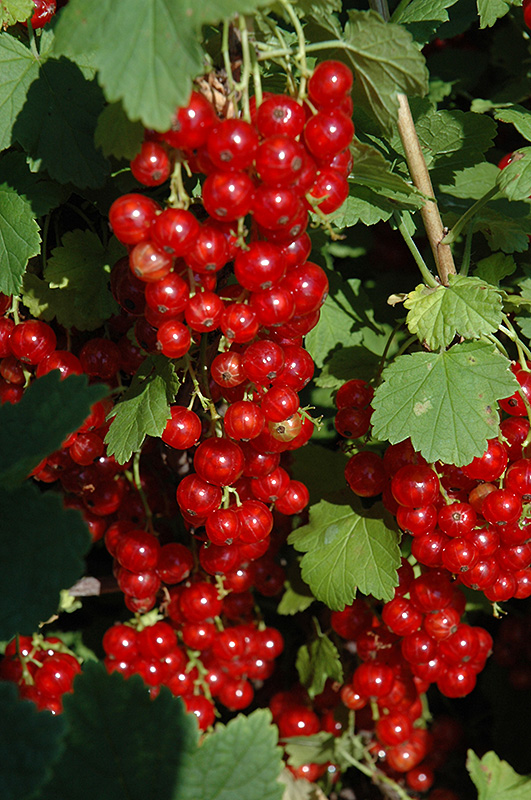 Red Lake Red Currant (Ribes rubrum 'Red Lake') at Cashman Nursery