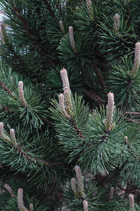 Tannenbaum Mugo Pine (Pinus mugo 'Tannenbaum') at Cashman Nursery