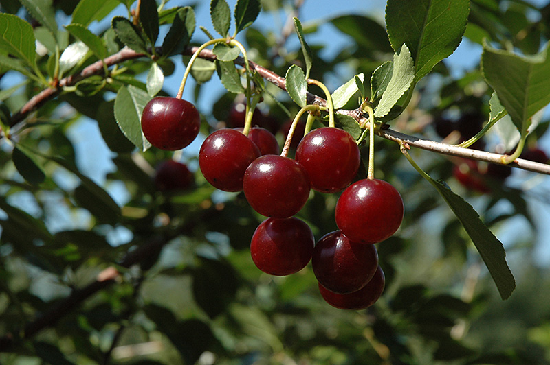 Carmine Jewel Cherry (Prunus 'Carmine Jewel') at Cashman Nursery
