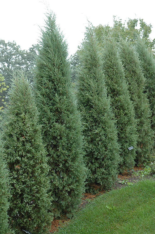 Taylor Redcedar (Juniperus virginiana 'Taylor') at Cashman Nursery